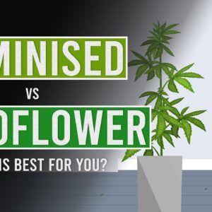 Auto-Flowering vs Feminised: Which is best for you?