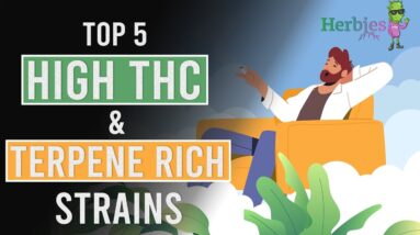 Top 5 High THC & full of Terpenes strains by Herbies