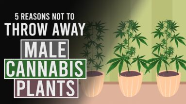 5 Reasons NOT to throw away your Male Cannabis Plants!