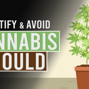 How to Identify & Avoid Cannabis Mould