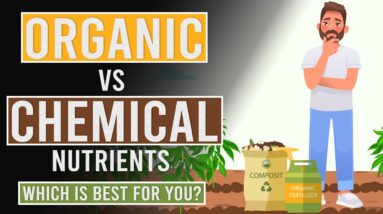 Organic Vs Synthetic Nutrients: Which is Best for you?