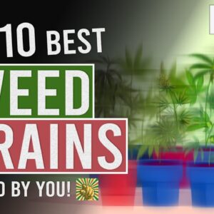 The 10 BEST WEED Strains Voted for by YOU!