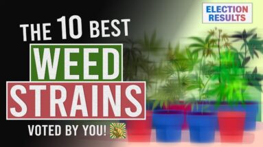 The 10 BEST WEED Strains Voted for by YOU!