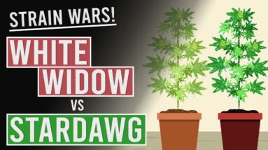 White Widow Vs Stardawg: Strain Wars!