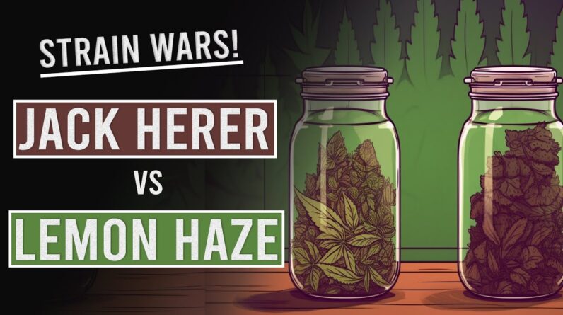 Jack Herer Vs Lemon Haze: Strain Wars!