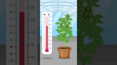 Cannabis Temperature Control