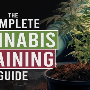 Grow BIGGER NUGS with Cannabis Stress Training!