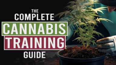 Grow BIGGER NUGS with Cannabis Stress Training!