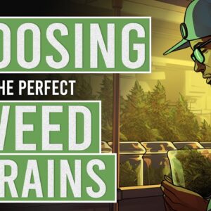 How to pick the Perfect Weed Strain!