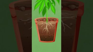 Watering Cannabis Plants