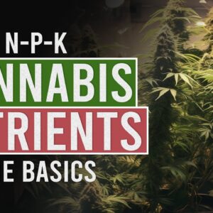 Getting the Perfect Nutrient Balance for your Cannabis Plants!