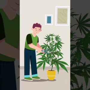 Pruning Cannabis!