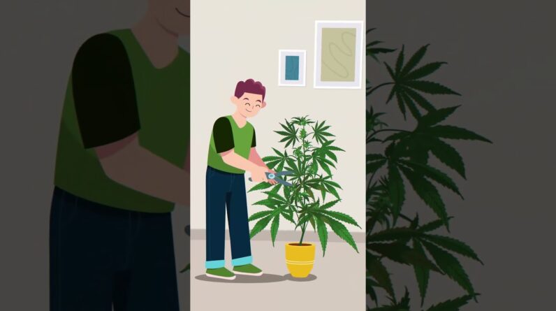 Pruning Cannabis!