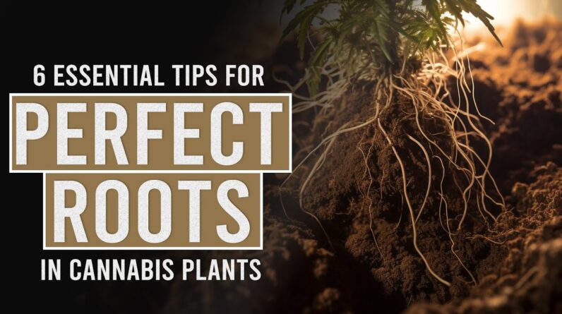 6 ESSENTAIL tips for Perfect Cannabis Roots!