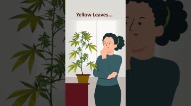 Cannabis Nutrient Deficiencies!