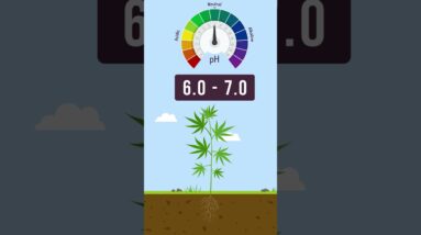 pH in Cannabis!