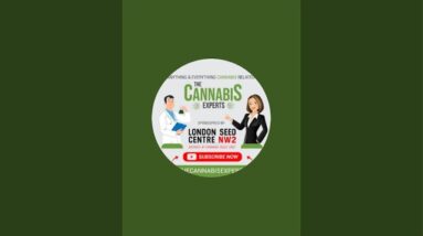 The Cannabis Experts is live from Spannabis!