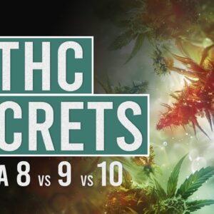 Which THC is for you? Delta 8, 9, 10 Guide!