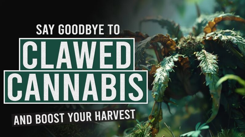 Say Goodbye to Clawed Leaves and Boost Your Cannabis Harvest!