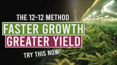 Fast Tracking Growing with the 12-12 Cycle!