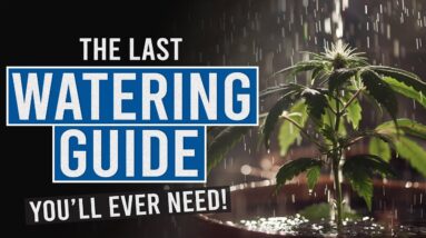Thirsty Plants? Learn the Secrets to Perfect Cannabis Watering