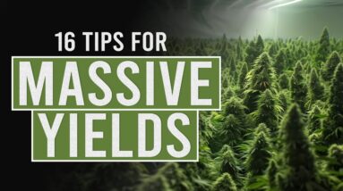 16 tips for Bigger Cannabis Yields!
