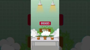 Keep your grow room clean!