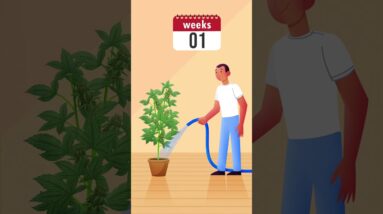 Cannabis Harvest Season: What You Need to Know!