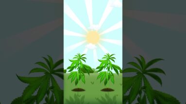 Indoor or Outdoor Growing? Pros & Cons!