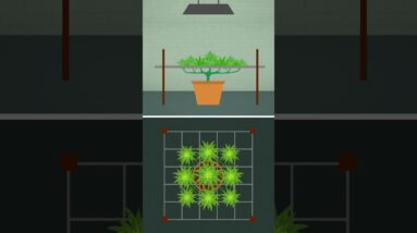 Mastering the Screen of Green: Cannabis Cultivation Tips!