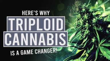 Triploid Cannabis: Why Everyone’s Talking About It!