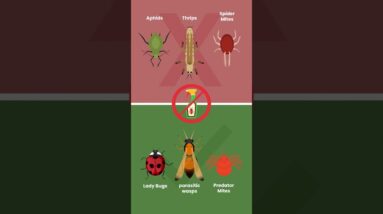 Boost Your Grow with Beneficial Insects!