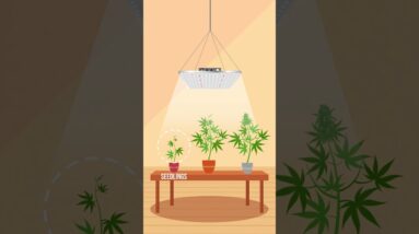 Grow Light Guide: Finding the Best Fit for Your Plants!