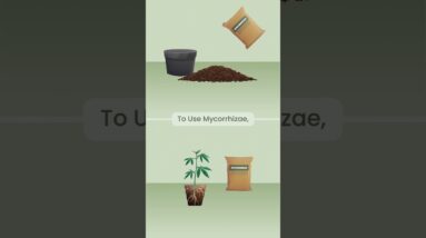 Magic Mycorrhizae: Supercharge Your Cannabis Roots