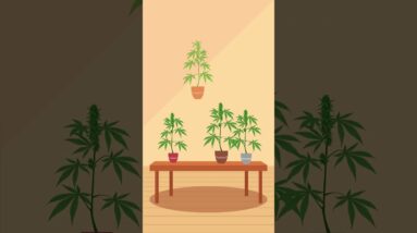 Male or Female? Quick Tips to Identify Cannabis Gender