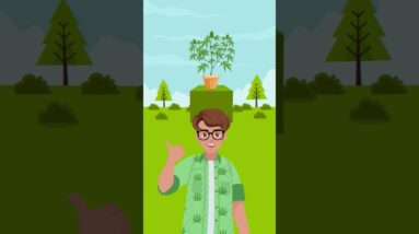 Autoflowers Explained FAST