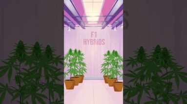 F1 Hybrids vs Regular Seeds: What’s the Difference?