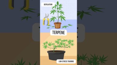 How to Max Out Cannabis Terpenes