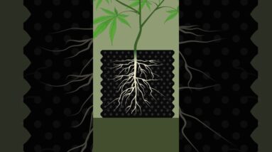 Why Smart Growers Use Air Pots