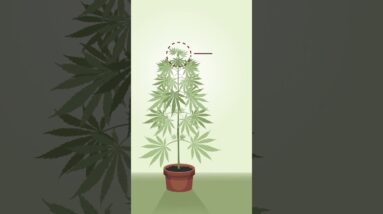 Why Your Buds Are Fluffy, Not Dense!