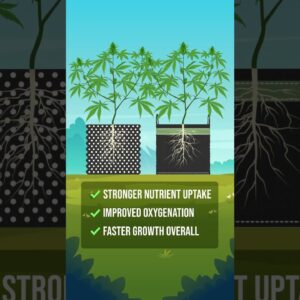 Strong Roots, Strong Plants
