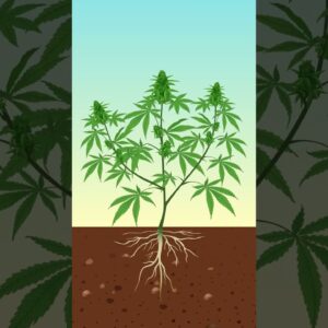 The Benefits of Silica for Cannabis